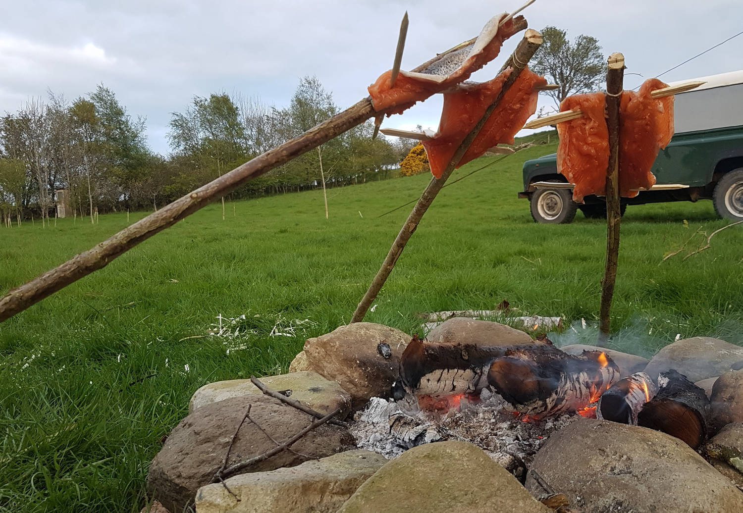 A photograph of trout being cooked on sticks over an outdoor fire