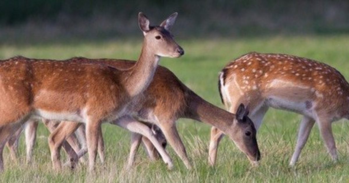 Wild Bushcraft Company | Deer Butchery Course | Whole of the Deer