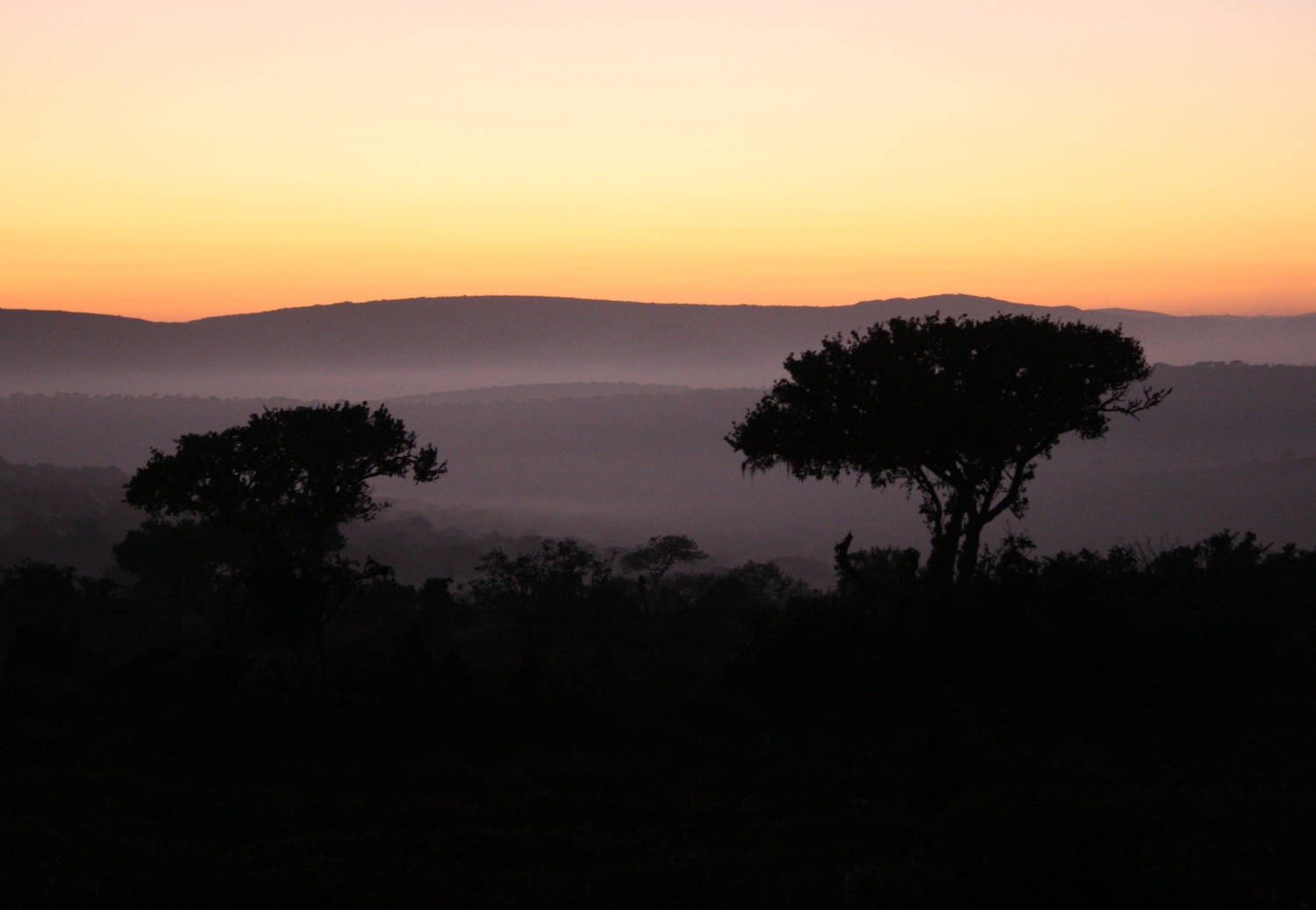 A photograph of sunset behind two silhouetted trees